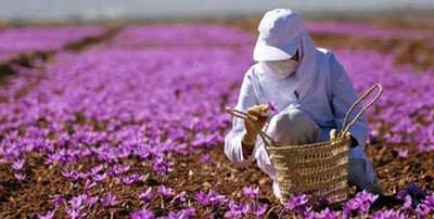 ایران دارای پیشینه ای چندین هزار ساله در تولید نوع گرانی از ادویه به نام زعفران است
